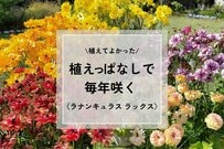 園芸歴約25年の中で一番感動した花は……宿根草「ラナンキュラス ラックス」！植えっぱなしで毎年たくさん咲く！ローメンテな点も魅力です