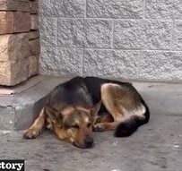おもちゃと一緒に遺棄され、飼い主を待ち続けた犬を保護。閉ざした心を開き、新たな家族と幸せになった姿に感動