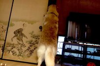 Twitterで話題の「デッカイーヌ」さん！ふさふさの尻尾がたまらない…夢中のイタズラ姿に癒される