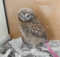 【胸キュン】天使みたいなフクロウ　てちてち歩く姿が可愛い！ふわふわした羽毛もたまらない