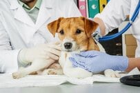 獣医師の年収はいくらか【2021年更新版】