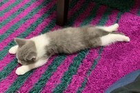 自宅にお迎え初日の猫がとった「まさかの行動」にほっこり　成長後の様子にも注目