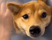 6ヵ月の豆柴が下痢と嘔吐で動物病院へ。検査を終えた後の行動に思わず笑顔 「診察頑張ったね」「やっぱり柴可愛い」