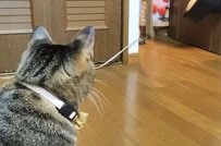 のんびりマイペースに歩く亀が仲良しの猫の存在に気付くと→驚きの行動に癒される人続出！