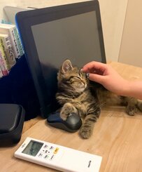 「マウス」を獲ってしまった子猫さんが334万件表示　枕にする様子に悶絶