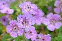 【植えっぱなしでナチュラルガーデン】今が植えどきの《秋植え多年草》8選！日陰に強い植物も