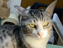 「宿題はさせないニャ！」まるで何かを企んでいるような猫ちゃんの〈悪だくみ顔〉が人間顔負けでした