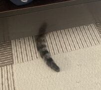 【可愛い落とし物】思わず二度見してしまう可愛い落とし物の持ち主は？「生えてる？」「うちにも落ちてた」と4万2000いいね