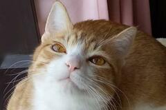 ほほえみかける元保護猫さん　可愛すぎるおててに1万いいねと悶絶の声