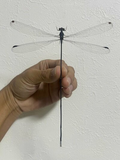 発見されたトンボがこちら