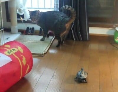 猫のもなちゃんの元へ向かう亀の軍曹くん