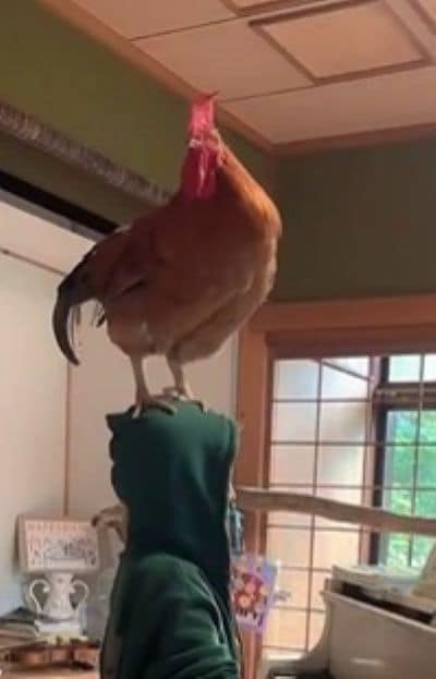 ニワトリさん、大きく見えます