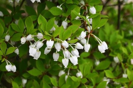 春に咲く釣鐘型の花がカワイイ《多年草・低木》3選