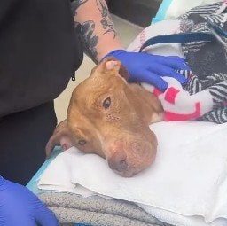 道端で倒れていた「ネグレクトで衰弱した犬」　保護後「見違える姿」に変化した様子に感動