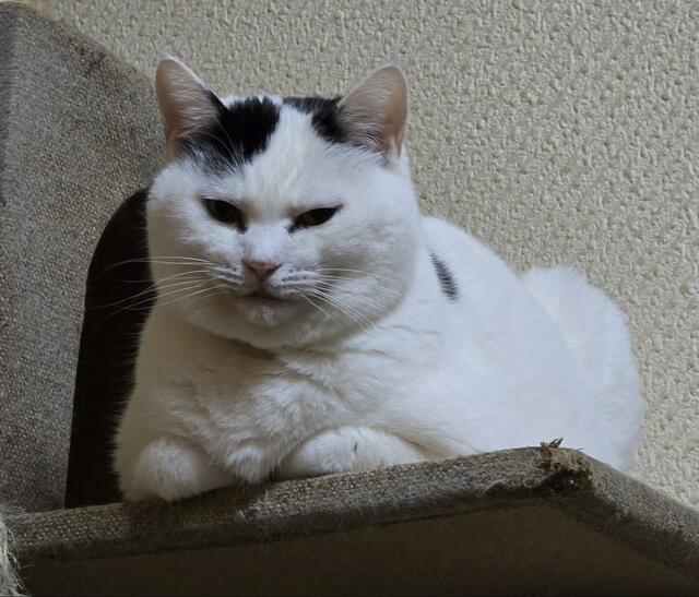 「飼い主監視タイム」に勤しむ猫　約2時間後…あまりにも懸命な様子にホッコリ！