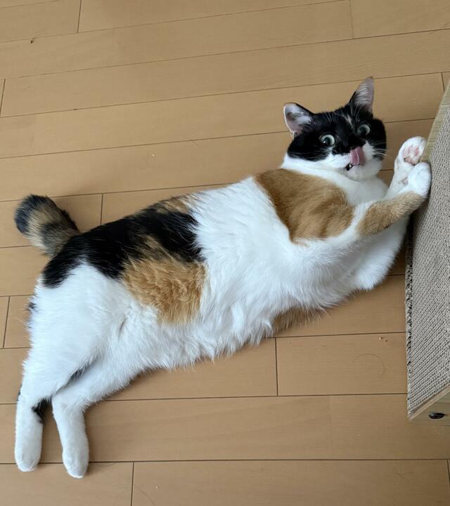 驚愕！大きく成長した猫ちゃんの3年前の姿！可愛さは変わらず癒される人続出！