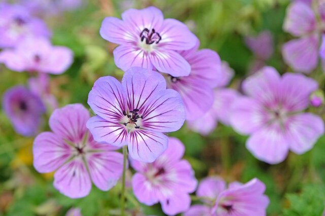 【植えっぱなしでナチュラルガーデン】今が植えどきの《秋植え多年草》8選！日陰に強い植物も