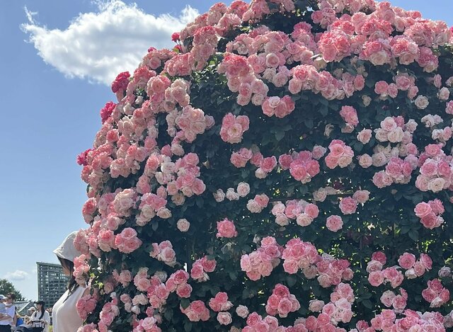 友人と神代植物公園のバラ園に行ってみたら…一面バラが咲き誇る絶景に「なんて美しい」「本当に圧巻ですね」