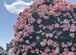 友人と神代植物公園のバラ園に行ってみたら…一面バラが咲き誇る絶景に「なんて美しい」「本当に圧巻ですね」