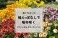 園芸歴約25年の中で一番感動した花は……宿根草「ラナンキュラス ラックス」！植えっぱなしで毎年たくさん咲く！ローメンテな点も魅力です