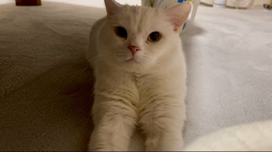 出所：@wataneko_tsuki