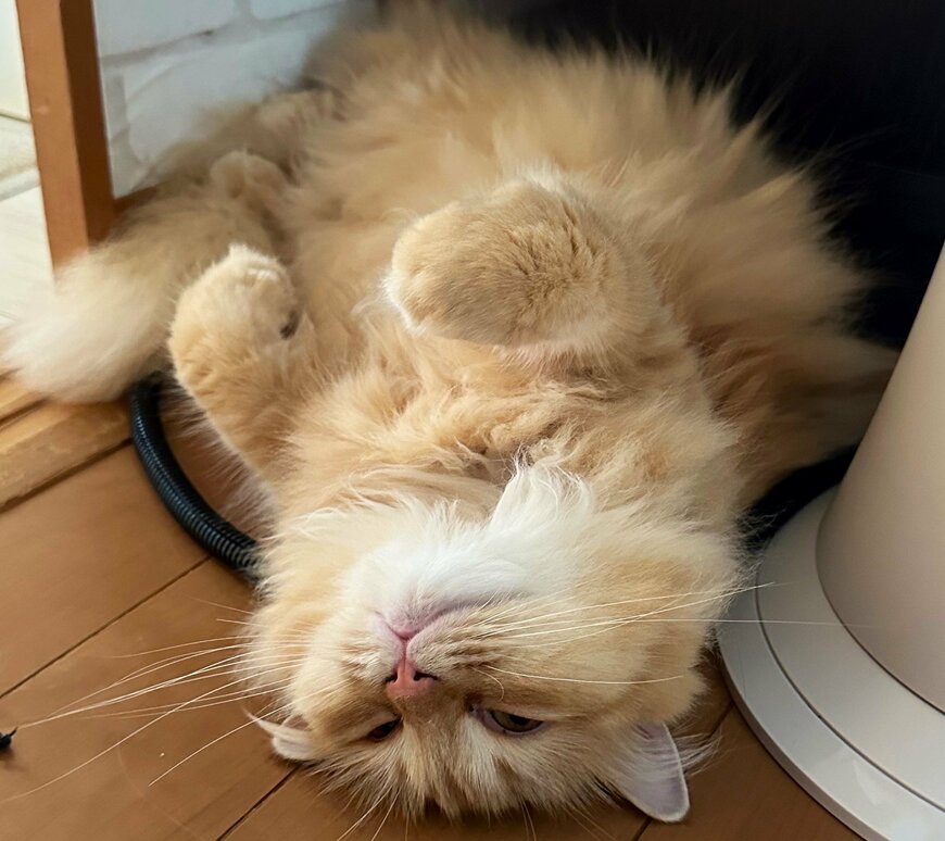 出所：@NEKOLAND13