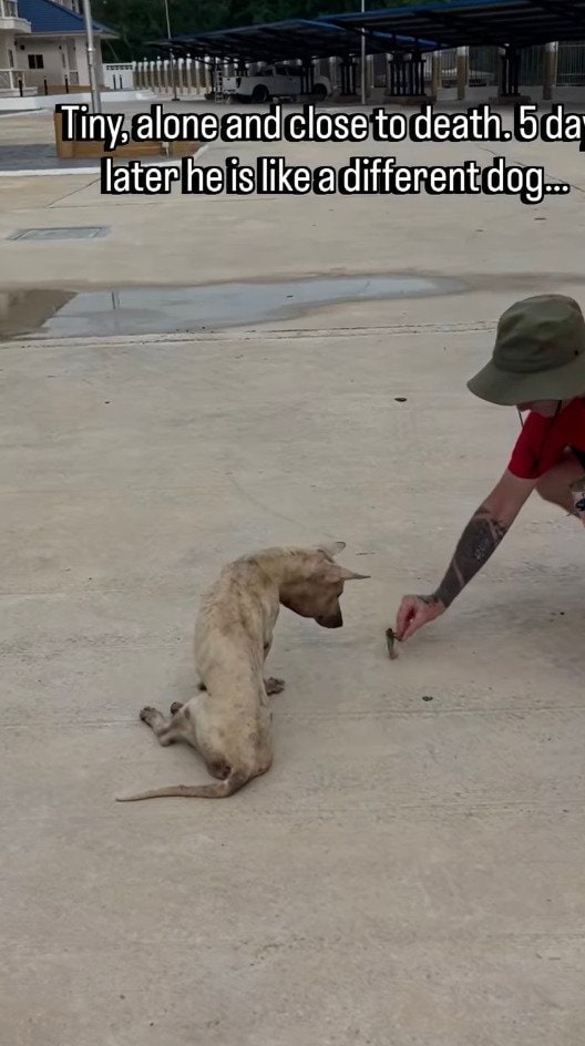 生死を彷徨っていた犬を保護→元気を取り戻していく姿に思わず涙