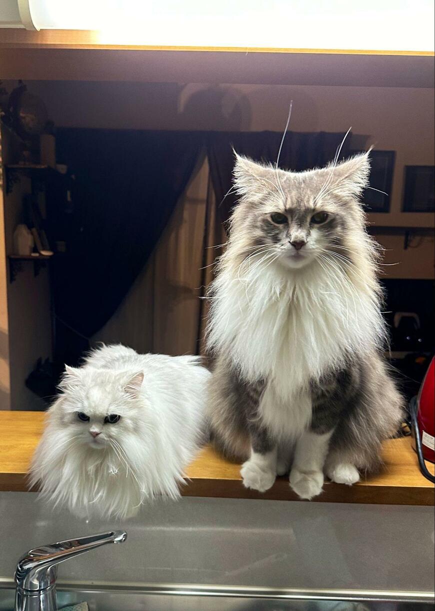 出所：@NEKOLAND13