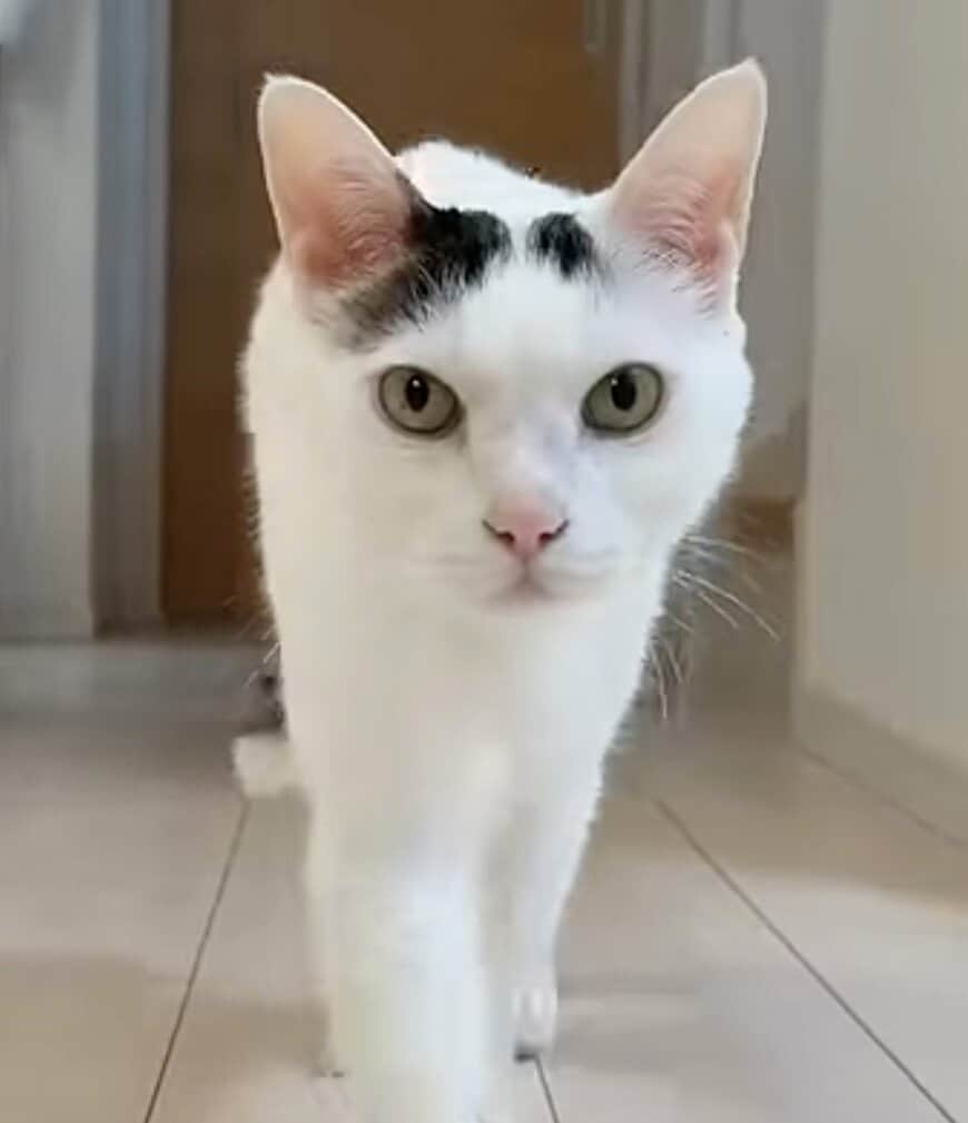 「ニャンコあるあるですねw」寂しがりな猫の“思わず笑ってしまう姿”に反響続出！