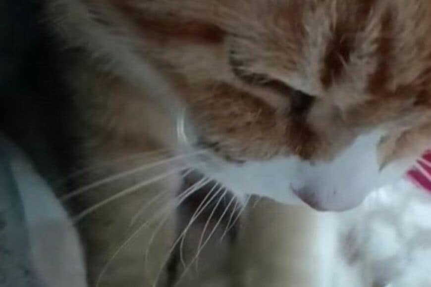 【パンの発注入ったの？】猫の本格的な「ふみふみ姿」がたまらない…　ひと仕事終えた姿もかわいい