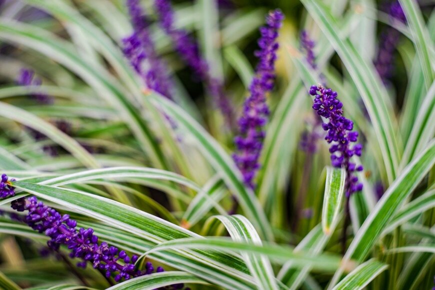 リリオペ（ヤブラン）Anna Bogush/istockphoto.com