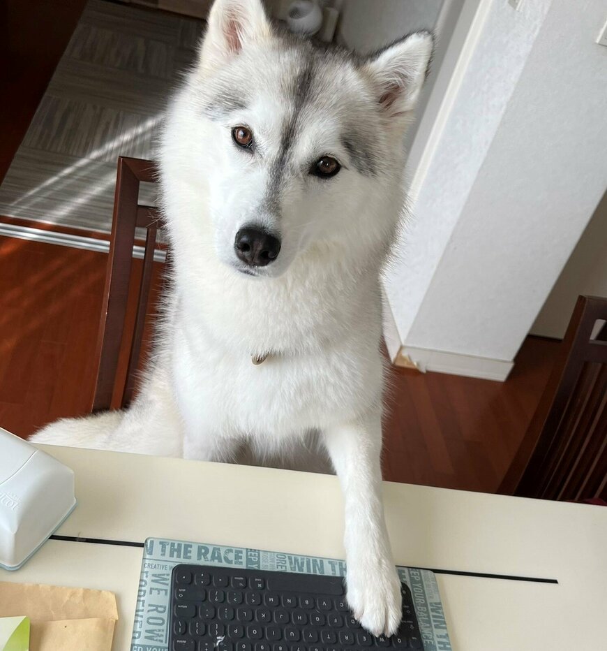 出所：@Livewithhusky