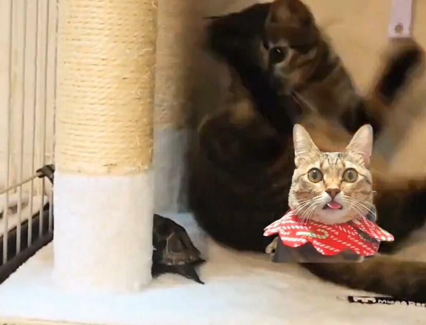 出所：@Mh0MLiErcV8E97C