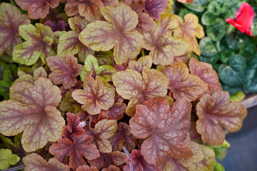 azadjain1/shutterstock.com