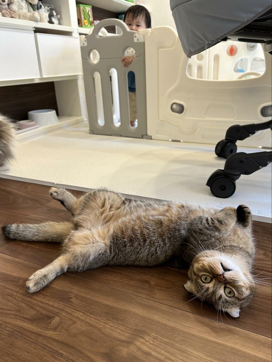 出所：@ponpokopontanu