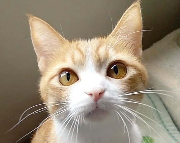 出所：@mero627puri914