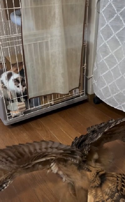 出所：@miracle_meg