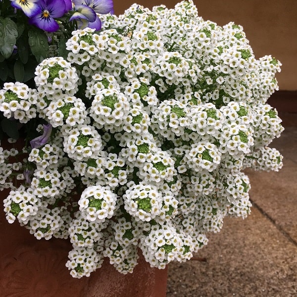 出所：PROVEN WINNERS（R）　スーパーアリッサム