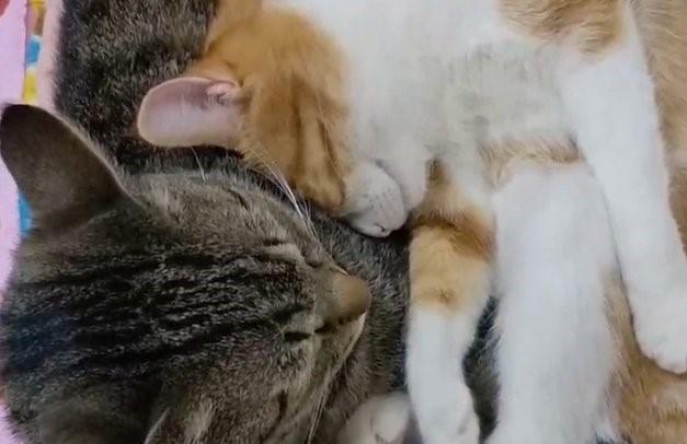 出所：@mero627puri914