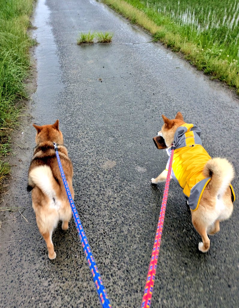 出所：@clona7marojyu