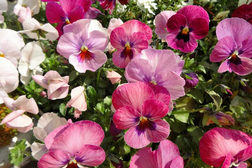 Aprilflower/shutterstock.com