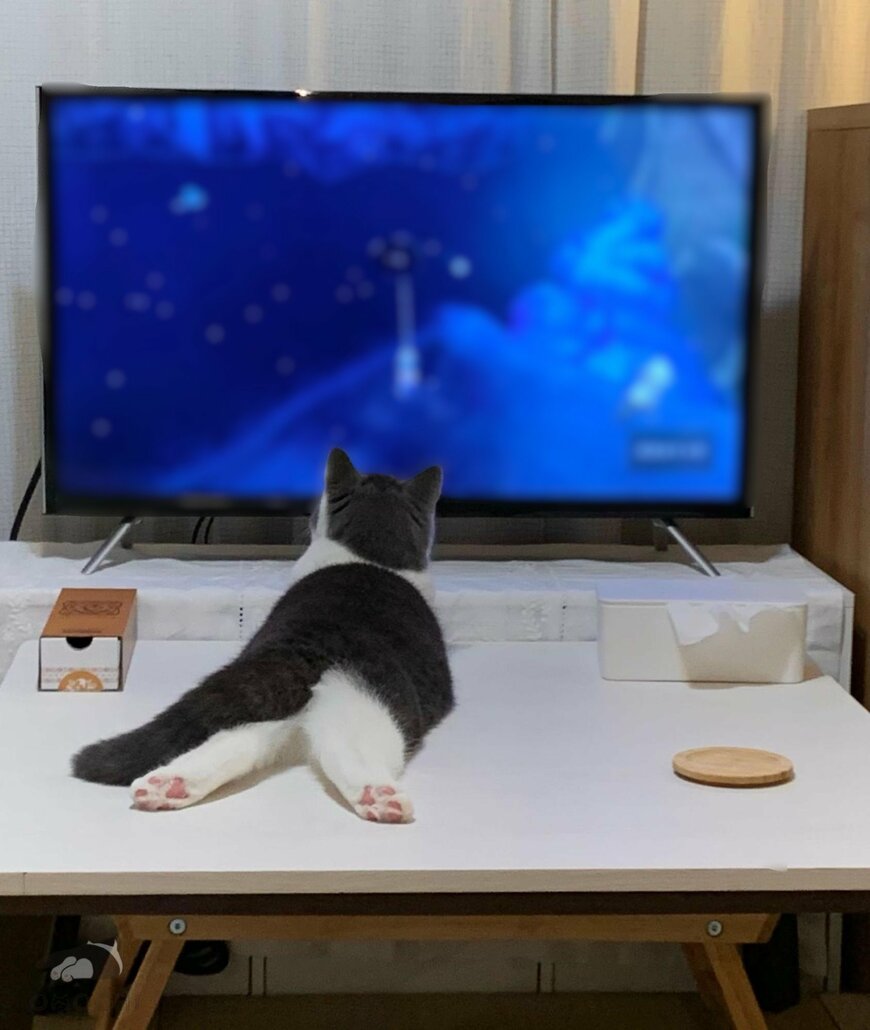 画面に見入る子猫の4年後　まさかの「視聴スタイルの変化」にホッコリ