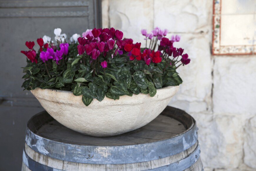 Elena Rostunova/shutterstock.com