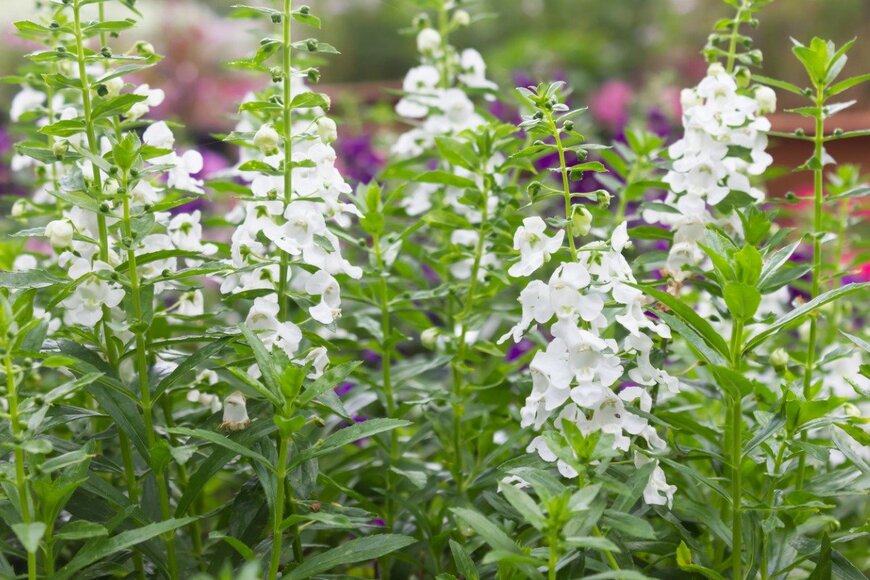 oopoontongoo/istockphoto.com