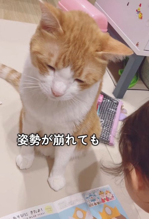 【どうしても3歳児のそばにいたい猫】自然と圧が強くなる姿が可愛すぎて思わず爆笑