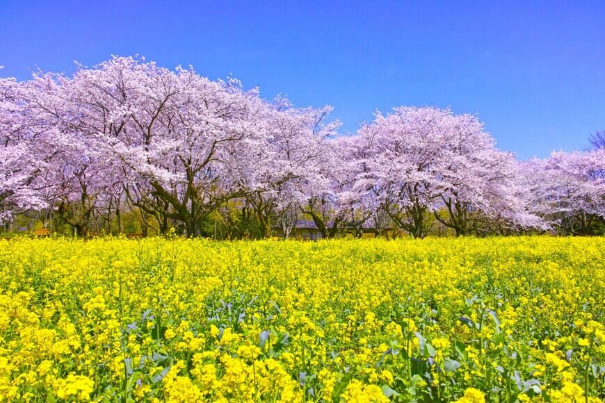 7maru/shutterstock.com