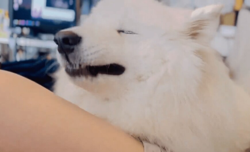 出所：@samoedsoran