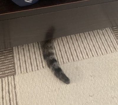 【可愛い落とし物】思わず二度見してしまう可愛い落とし物の持ち主は？「生えてる？」「うちにも落ちてた」と4万2000いいね
