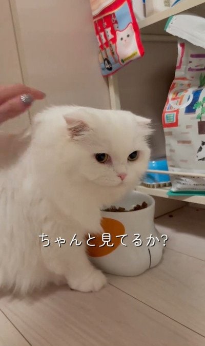 【私のこと見てて！】飼い主さん待ち！食事中も撫でられたい猫さんが愛しい