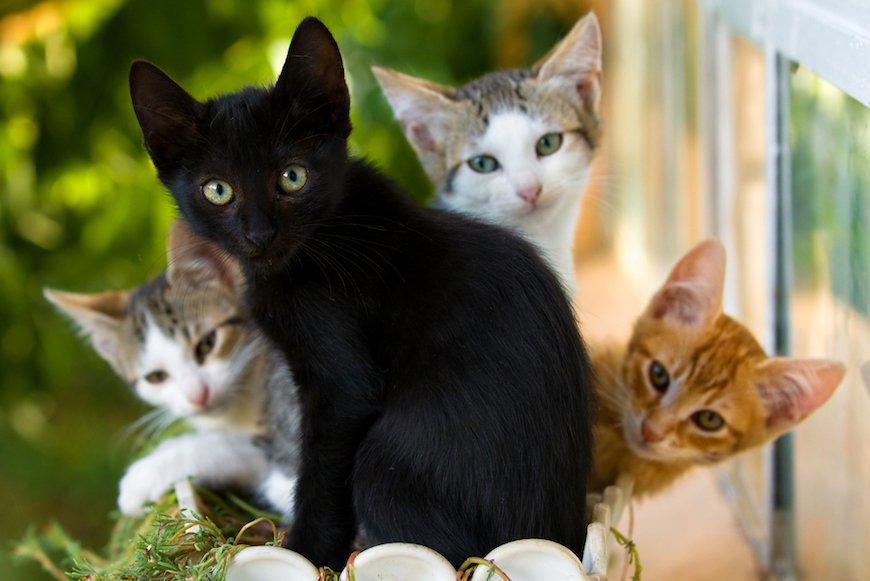 子猫のウェンズデーが保護施設からやってきた〜ニュージーランド流ペット入手法